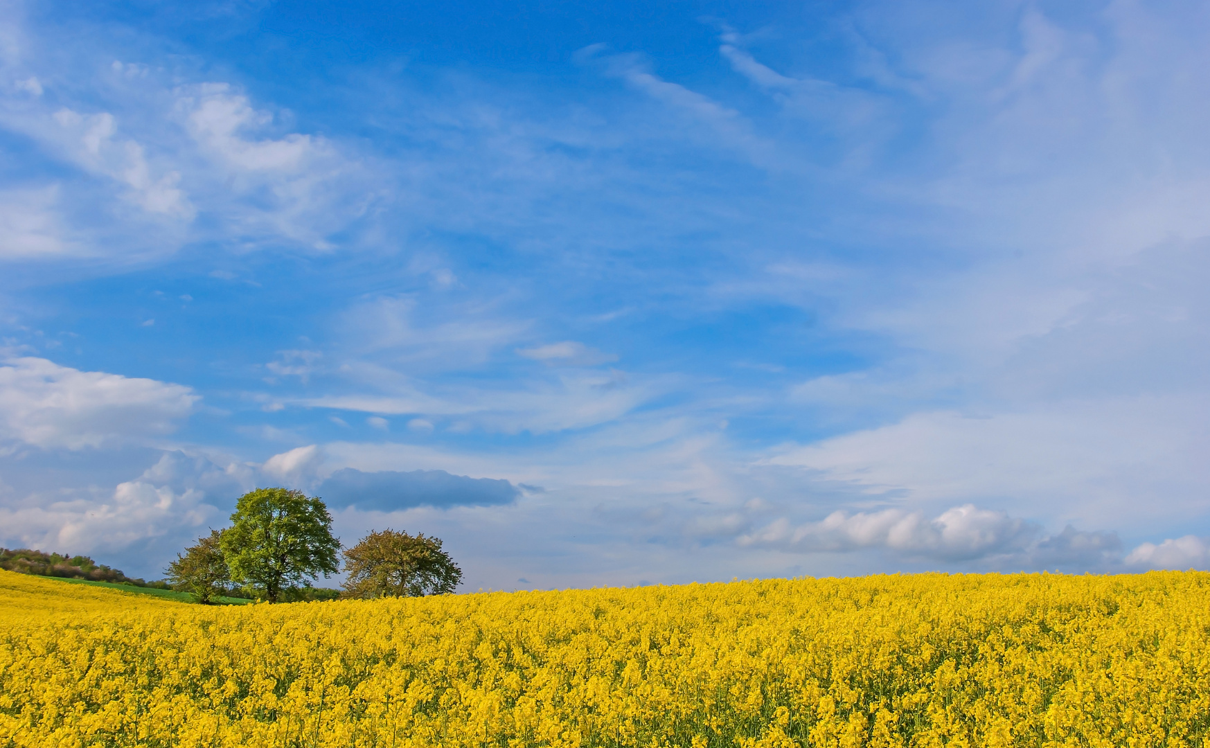 "Frühsommer in der Pfalz"