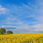 "Frühsommer in der Pfalz"