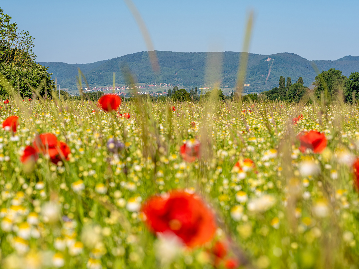 Frühsommer in der Pfalz