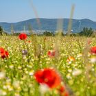 Frühsommer in der Pfalz