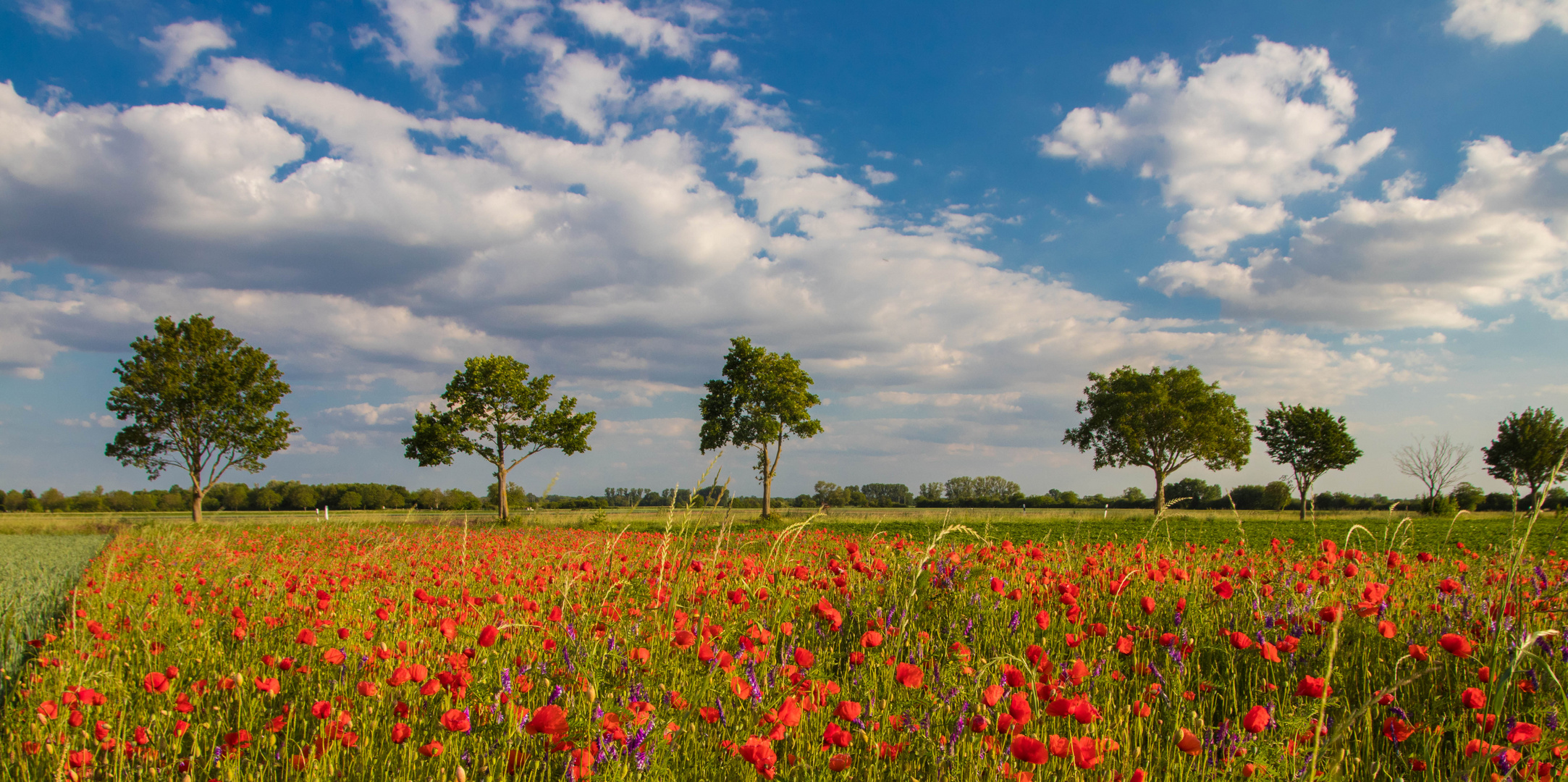 Frühsommer in der Pfalz