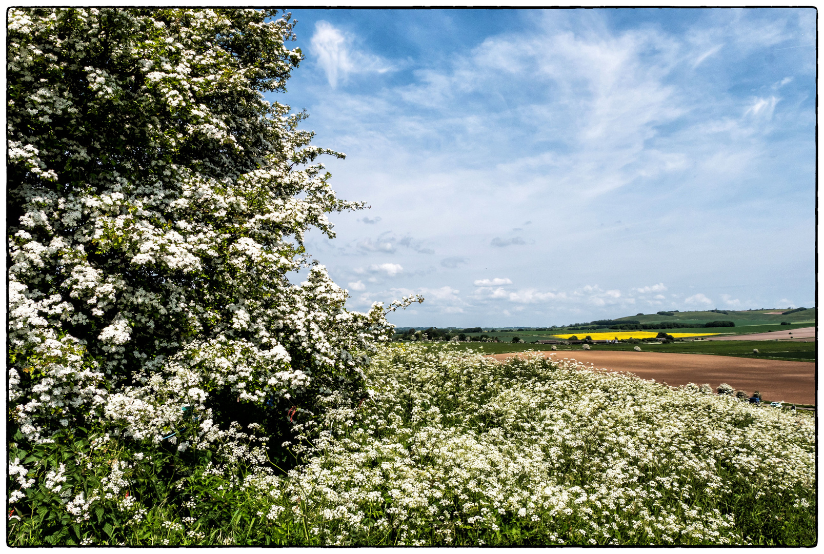 Frühsommer in Wiltshire