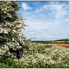 Frühsommer in Wiltshire