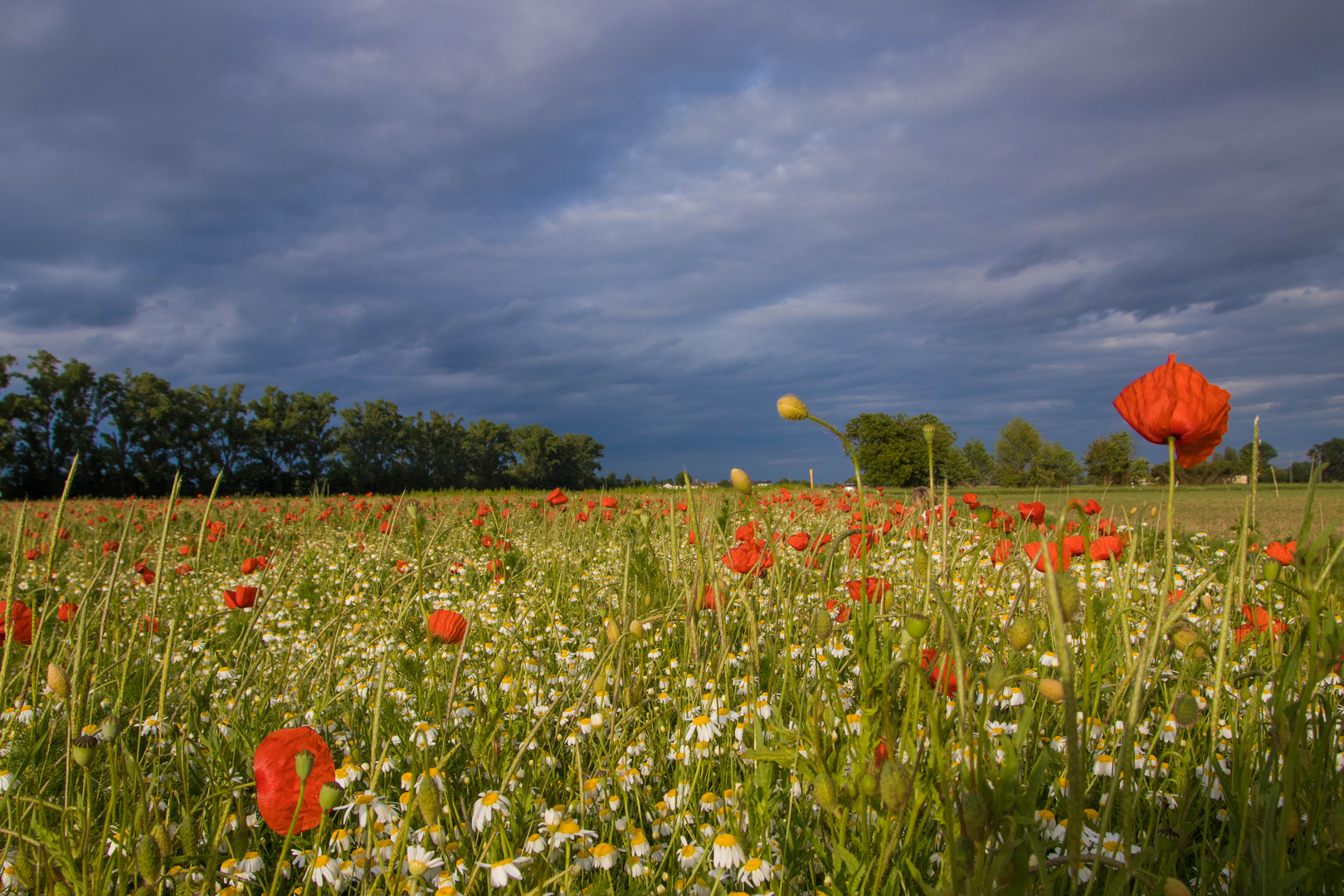 Frühsommer Schwarz - Rot - Gold