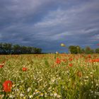 Frühsommer Schwarz - Rot - Gold