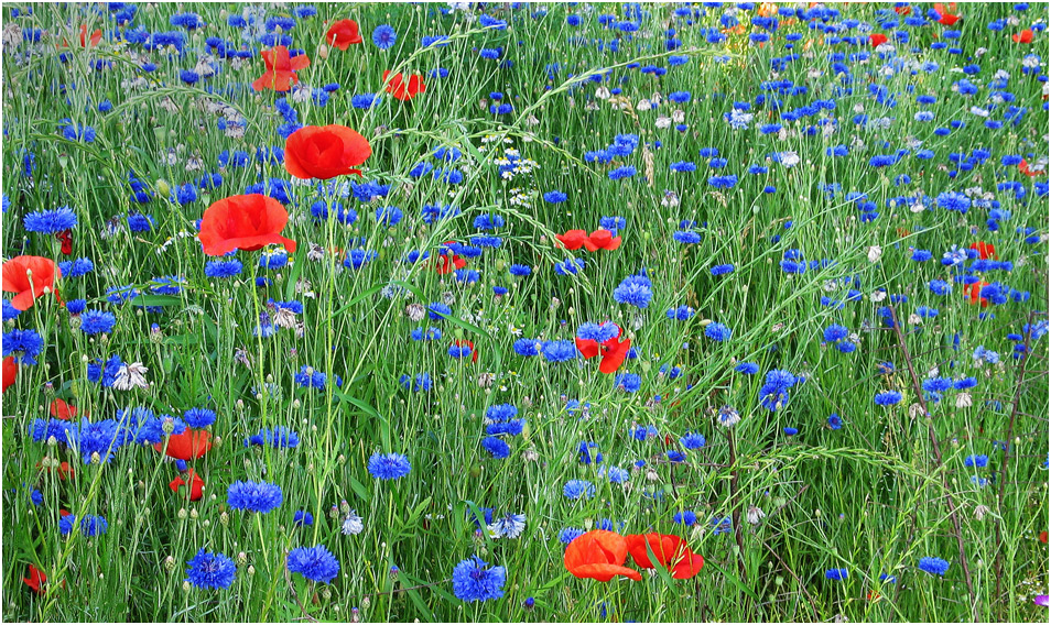 Frühsommer-Wiese