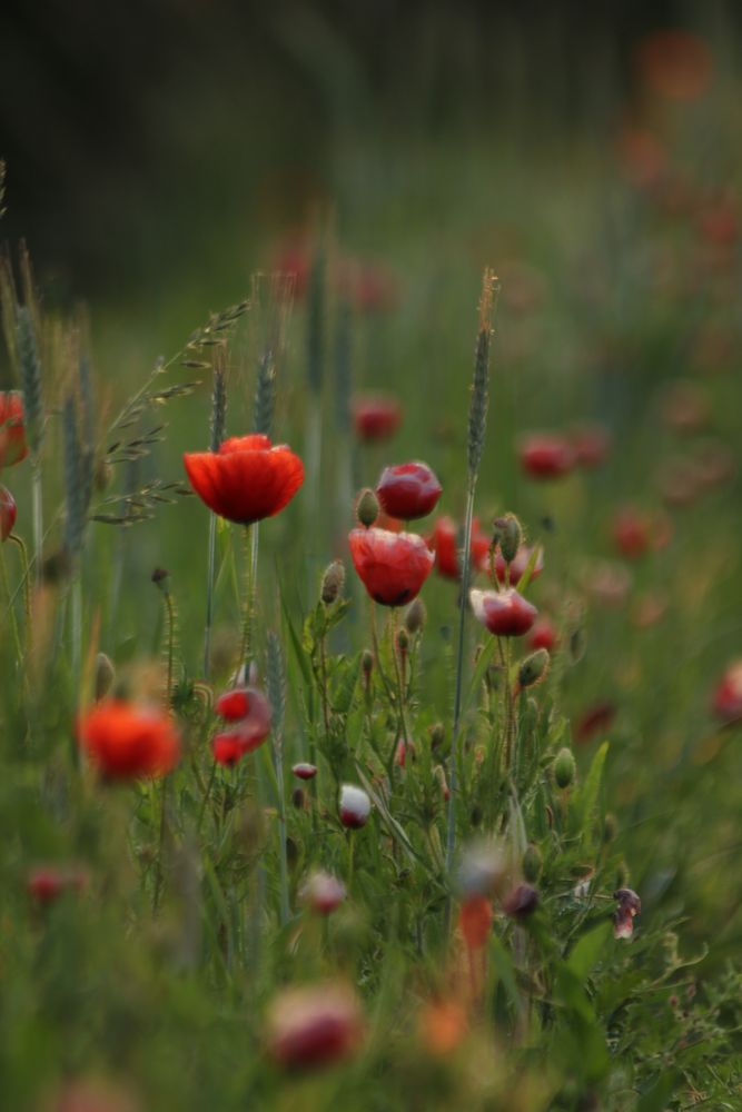 Frühsommerabends am Wegesrand