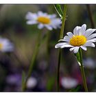 .. Frühsommerblüten ..........