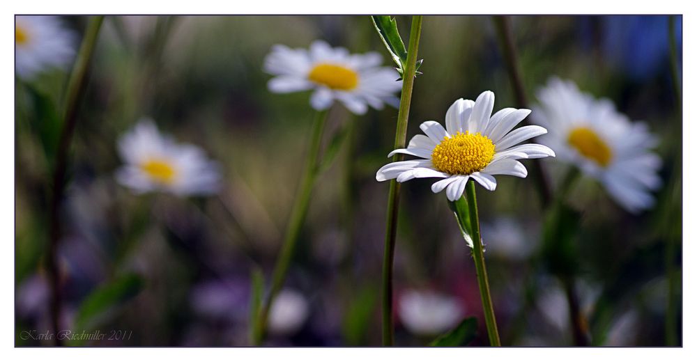 .. Frühsommerblüten ..........