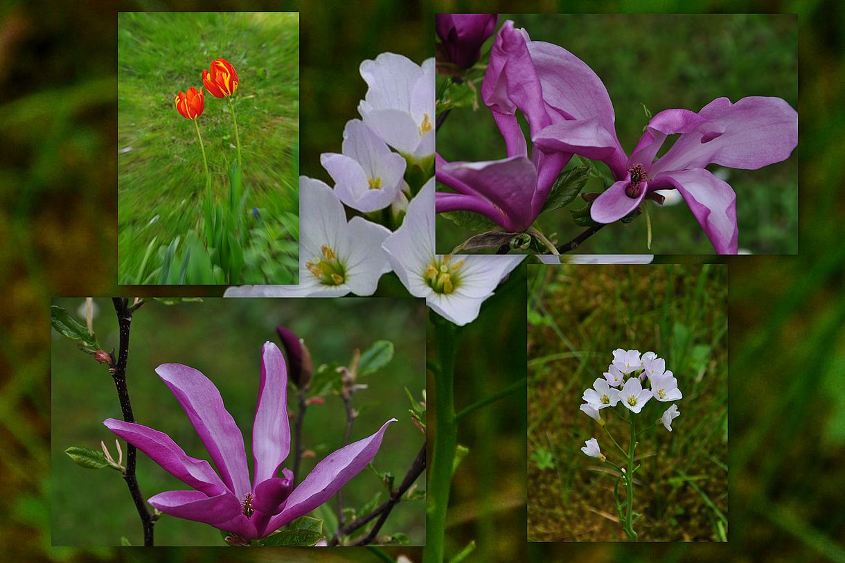 Frühsommerblumen 