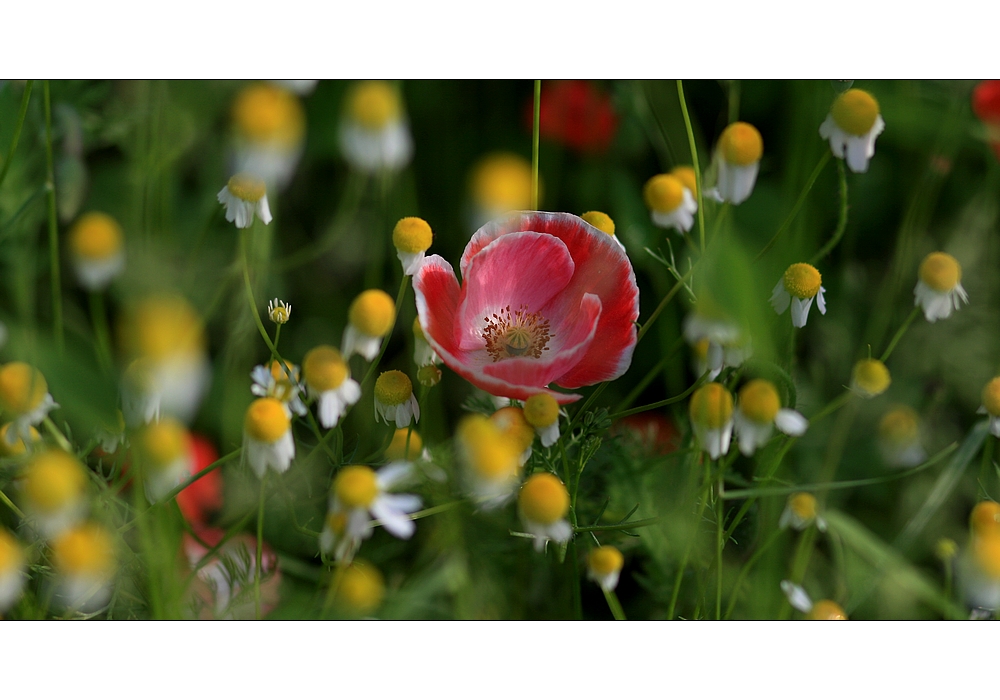 Frühsommerfarben