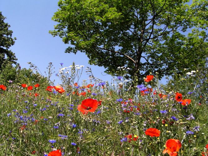 Frühsommerfarben