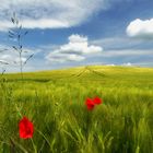 Frühsommerfeld mit Mohn