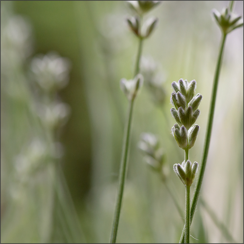 frühsommerlavendelgrün