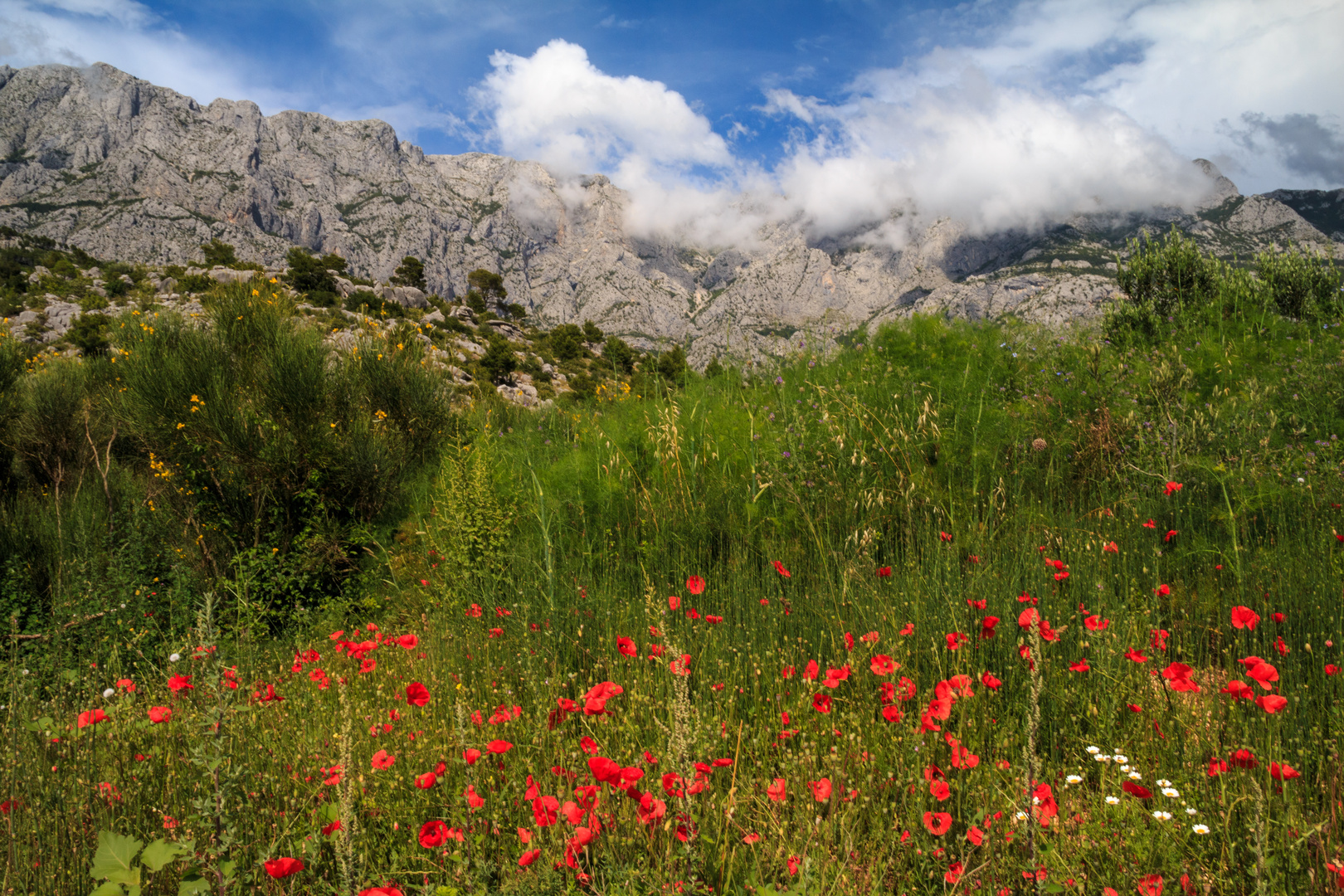 Frühsommerliche Farbenpracht am Fuße des Biokovo Gebirges