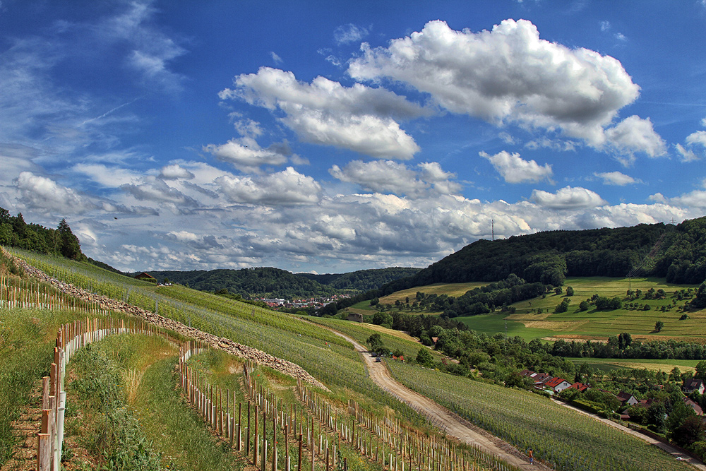 Frühsommerliche Ruhe im Weinberg