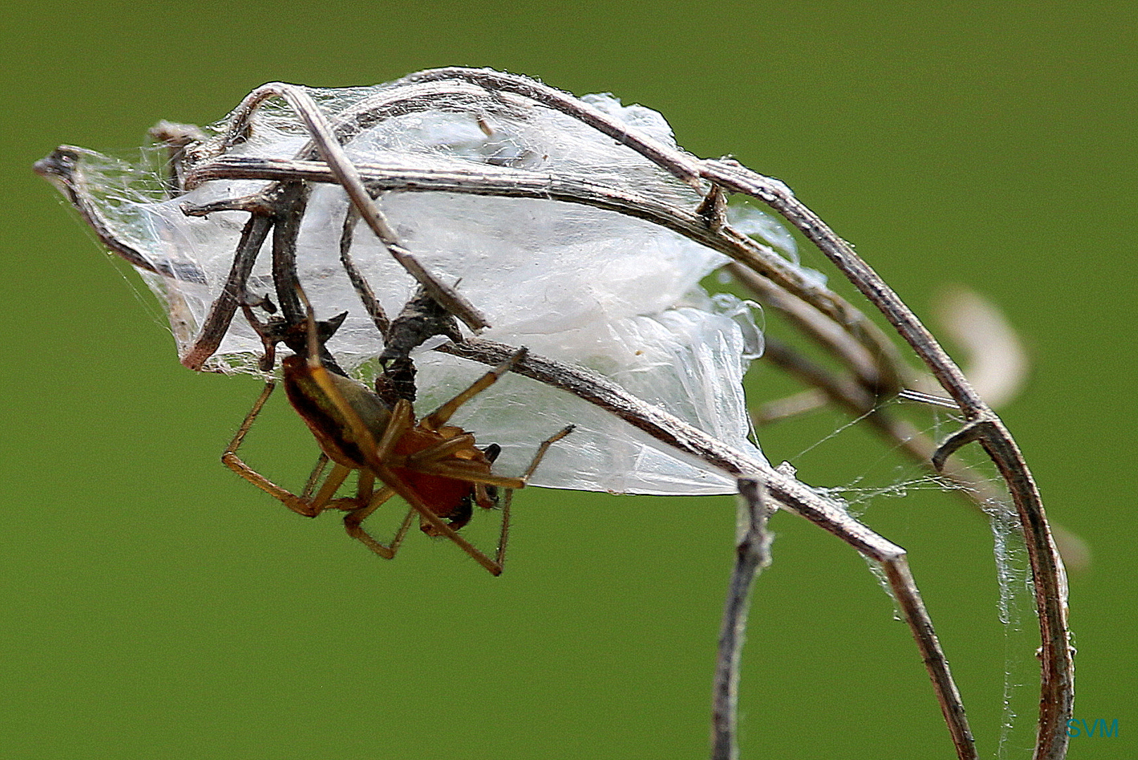 "Frühsommerliche Spinnereien"