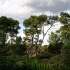 Frühsommerlicher Wald auf Sardinien