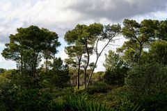 Frühsommerlicher Wald auf Sardinien