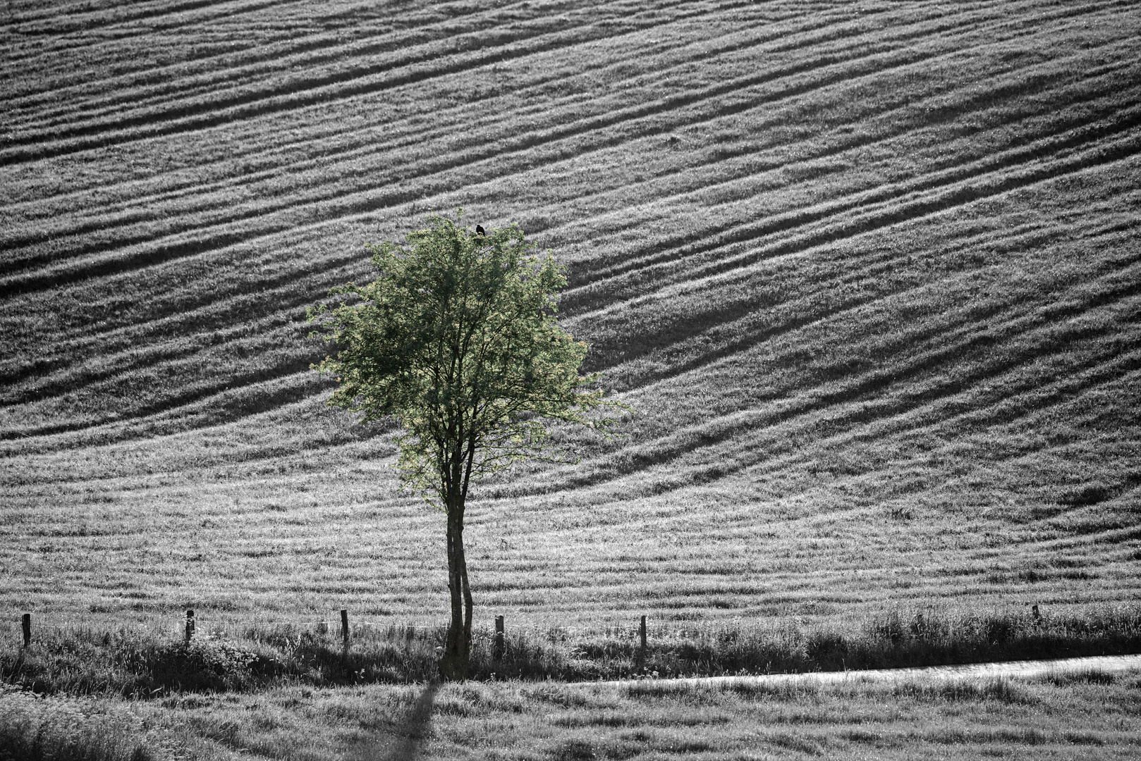 Frühsommerliches Grün