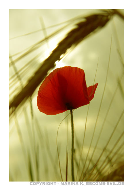 frühsommermohn