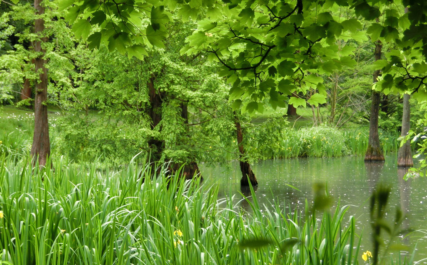 Frühsommerregen in Grün