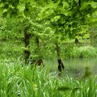 Frühsommerregen in Grün