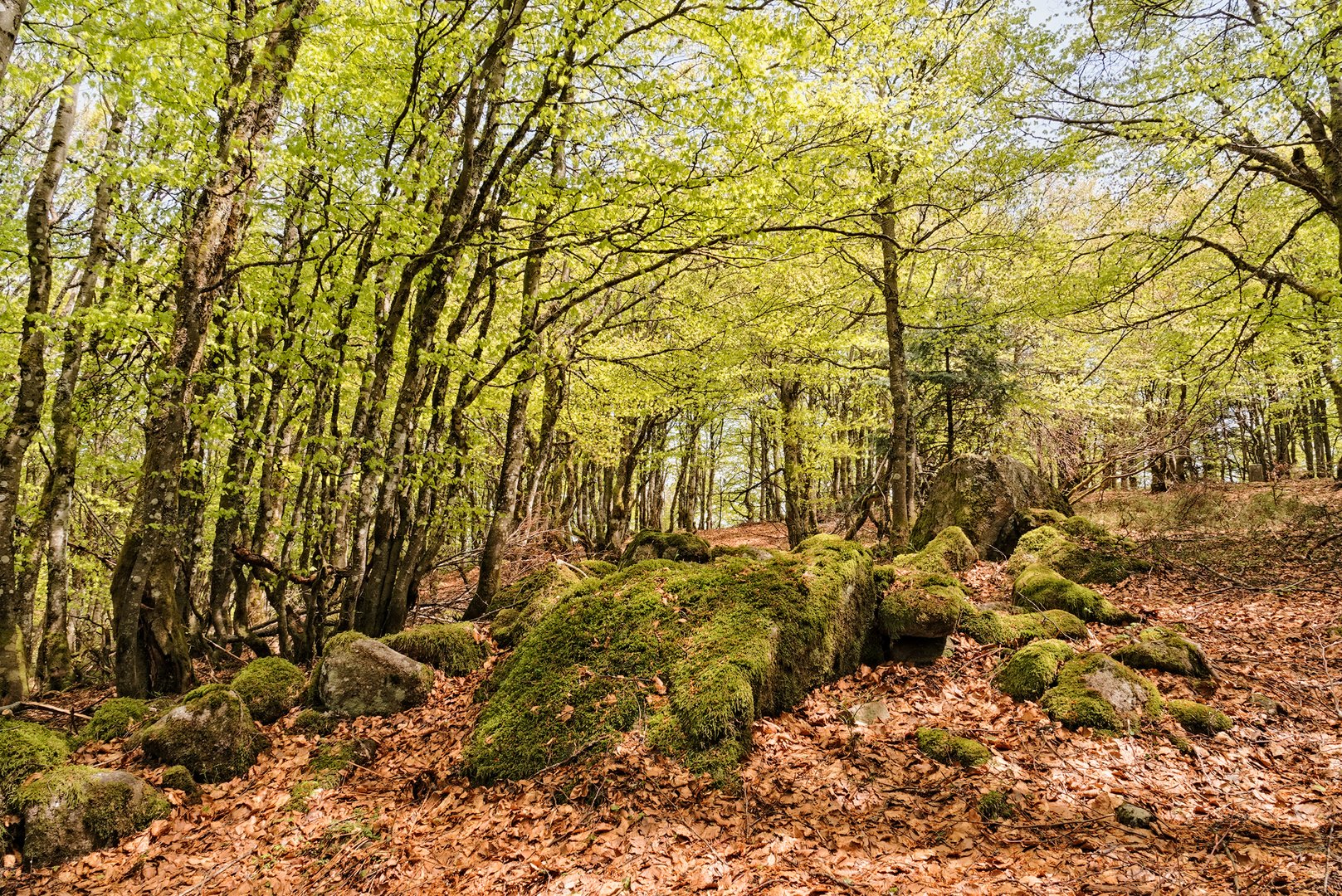 Frühsommerwald in den Vogesen