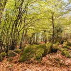 Frühsommerwald in den Vogesen