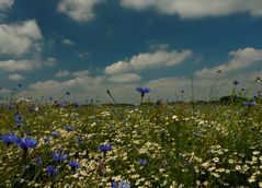 Frühsommerwiese