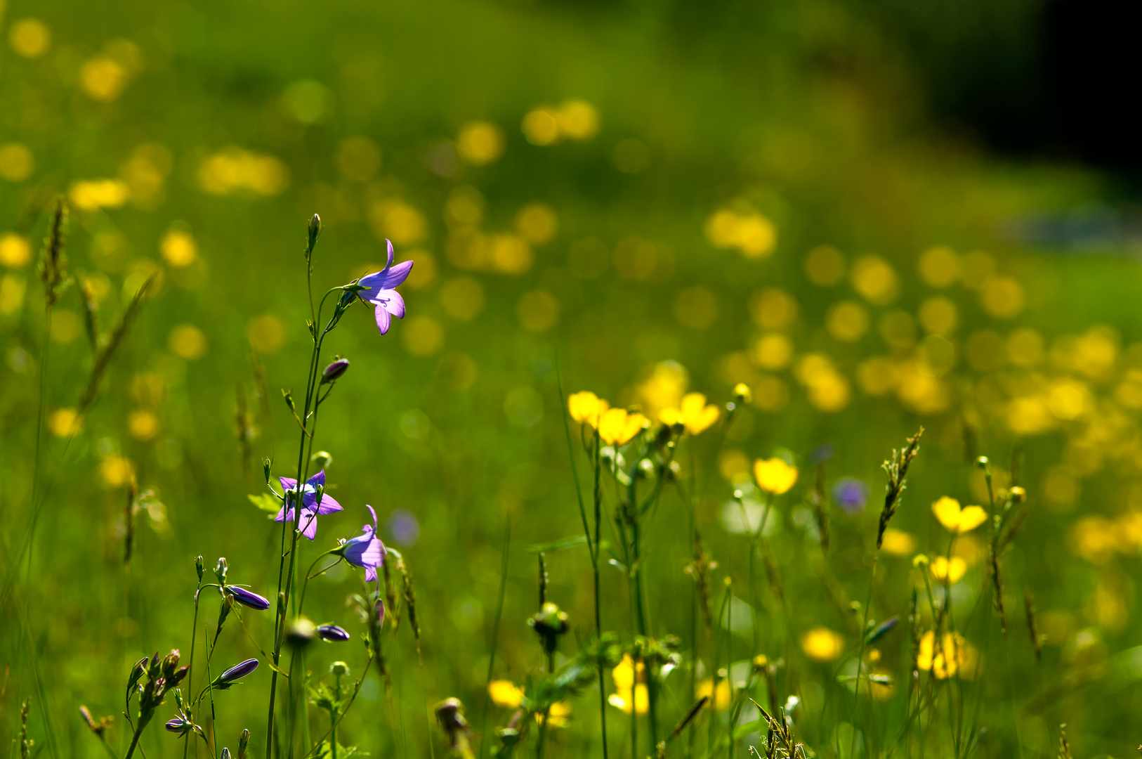 Frühsommerwiese