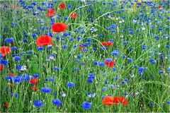 Frühsommerwiese