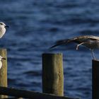 Frühsport an der Ostsee