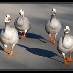 Frühsport im Basler ZOO