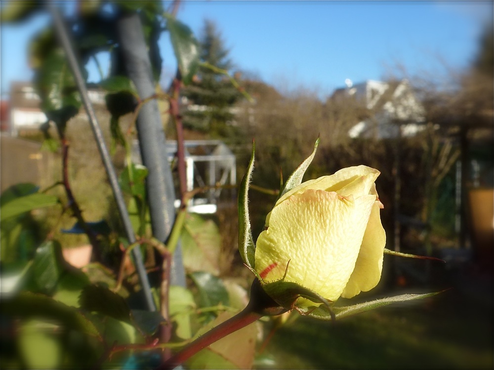 Frühstart im Winter