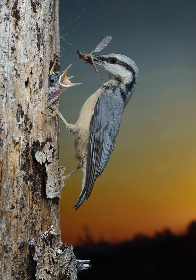 Mantes Bild Eines Picknicks Das Fruhstuck Im