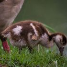 Frühstück am Altrhein