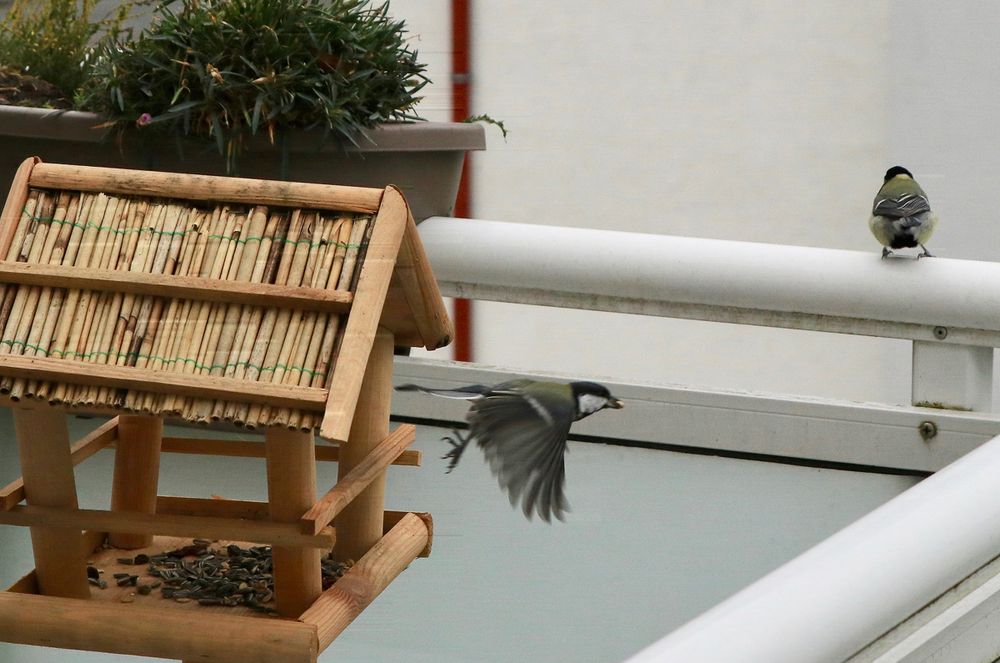 Frühstück am Futterhaus