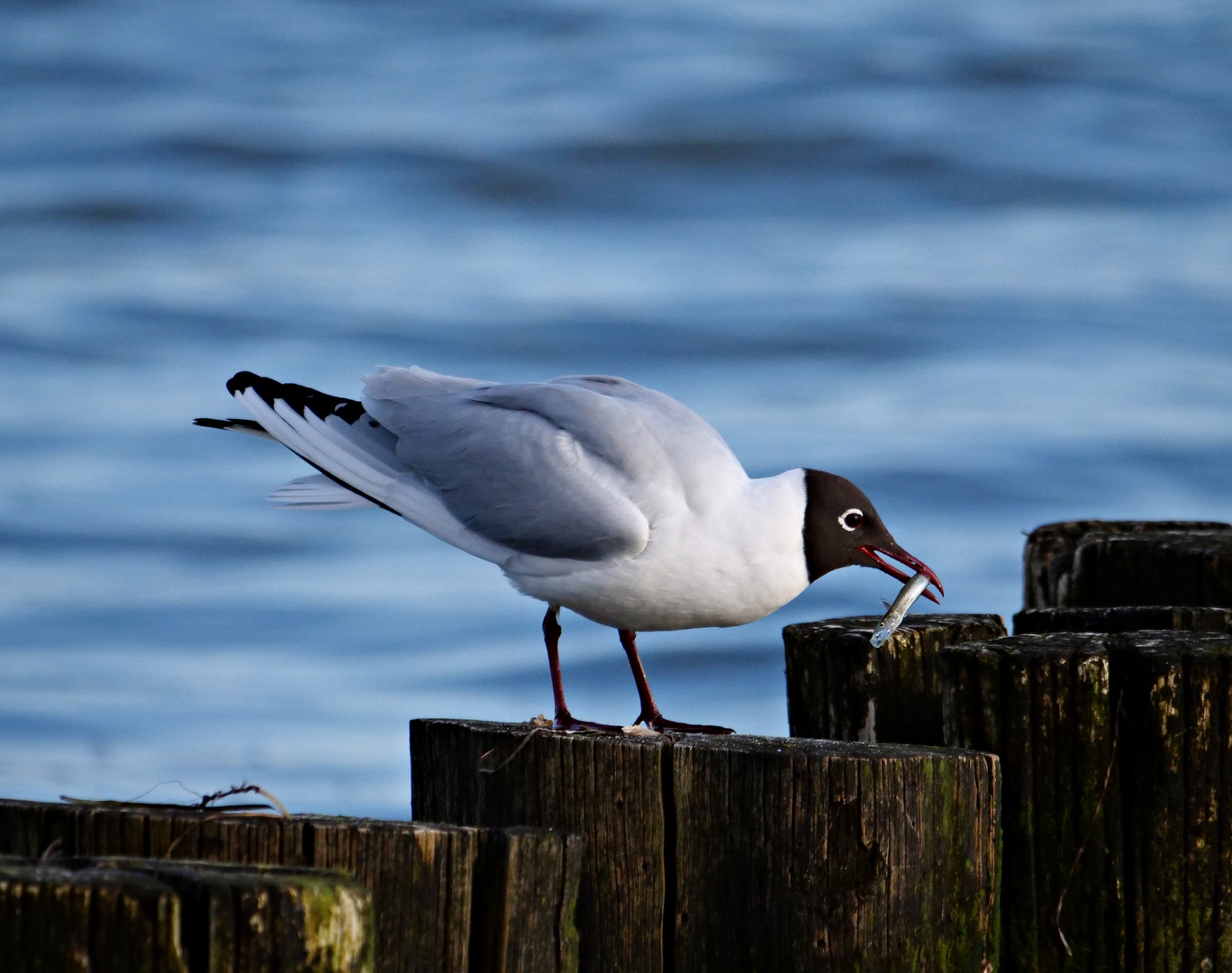 Frühstück am Meer