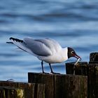 Frühstück am Meer