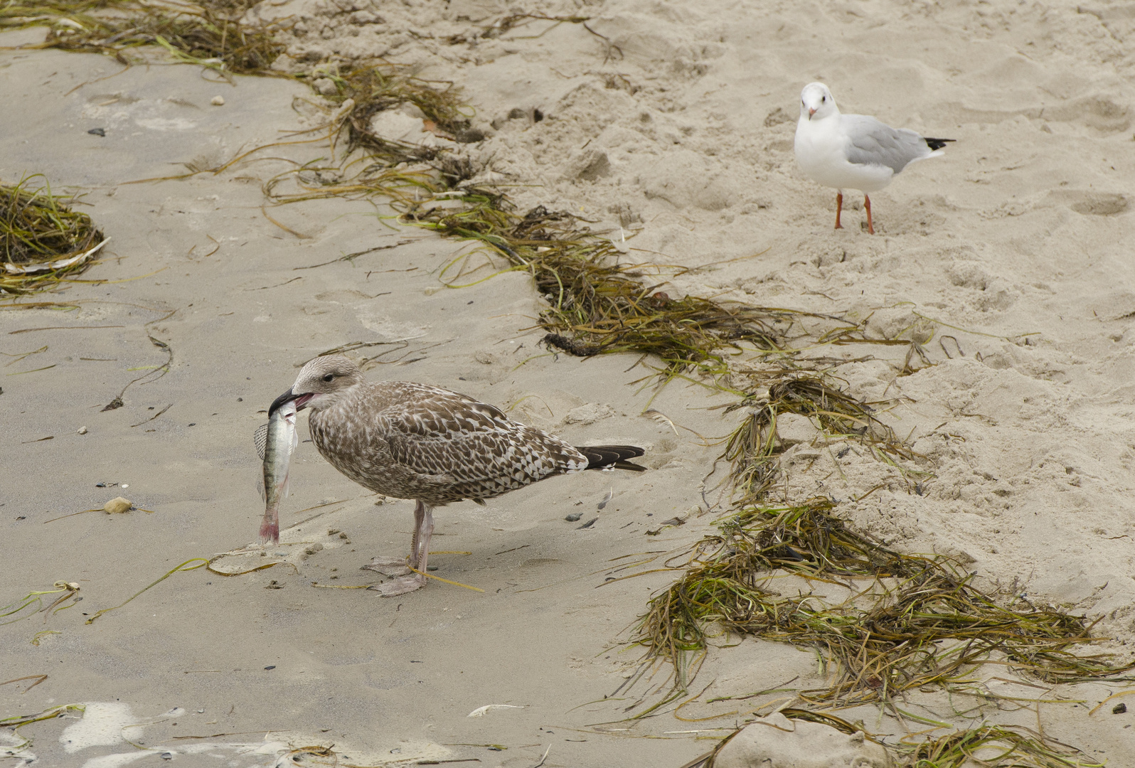 Frühstück am Strand