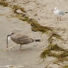 Frühstück am Strand