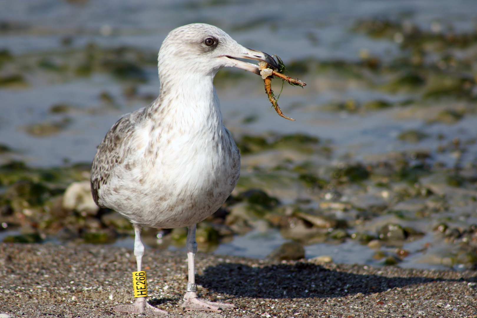 Frühstück am Strand