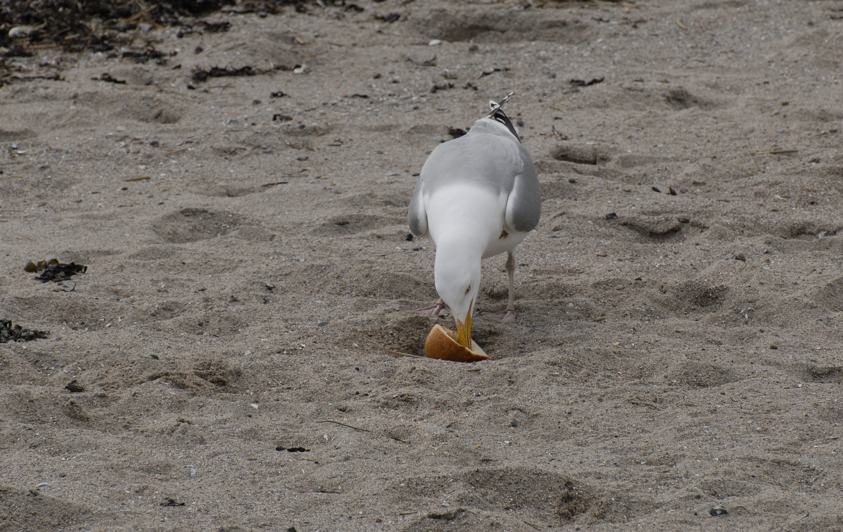 Frühstück am Strand Foto & Bild | tiere, wildlife, wild ...