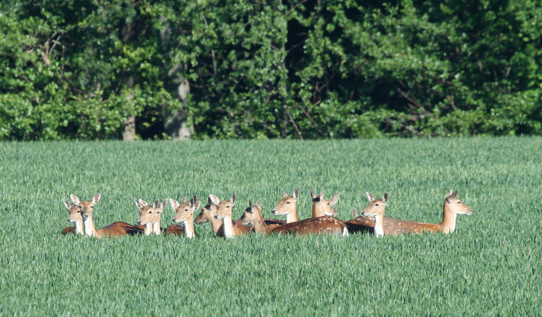 Frühstück am Waldrand