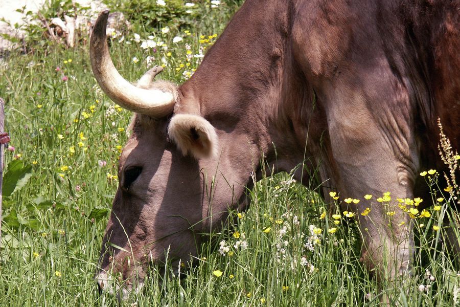 Frühstück auf dem Bauernhof...