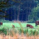 Frühstück auf dem Wildacker