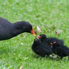 Frühstück auf der grünen Wiese