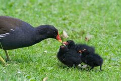 Frühstück auf der grünen Wiese