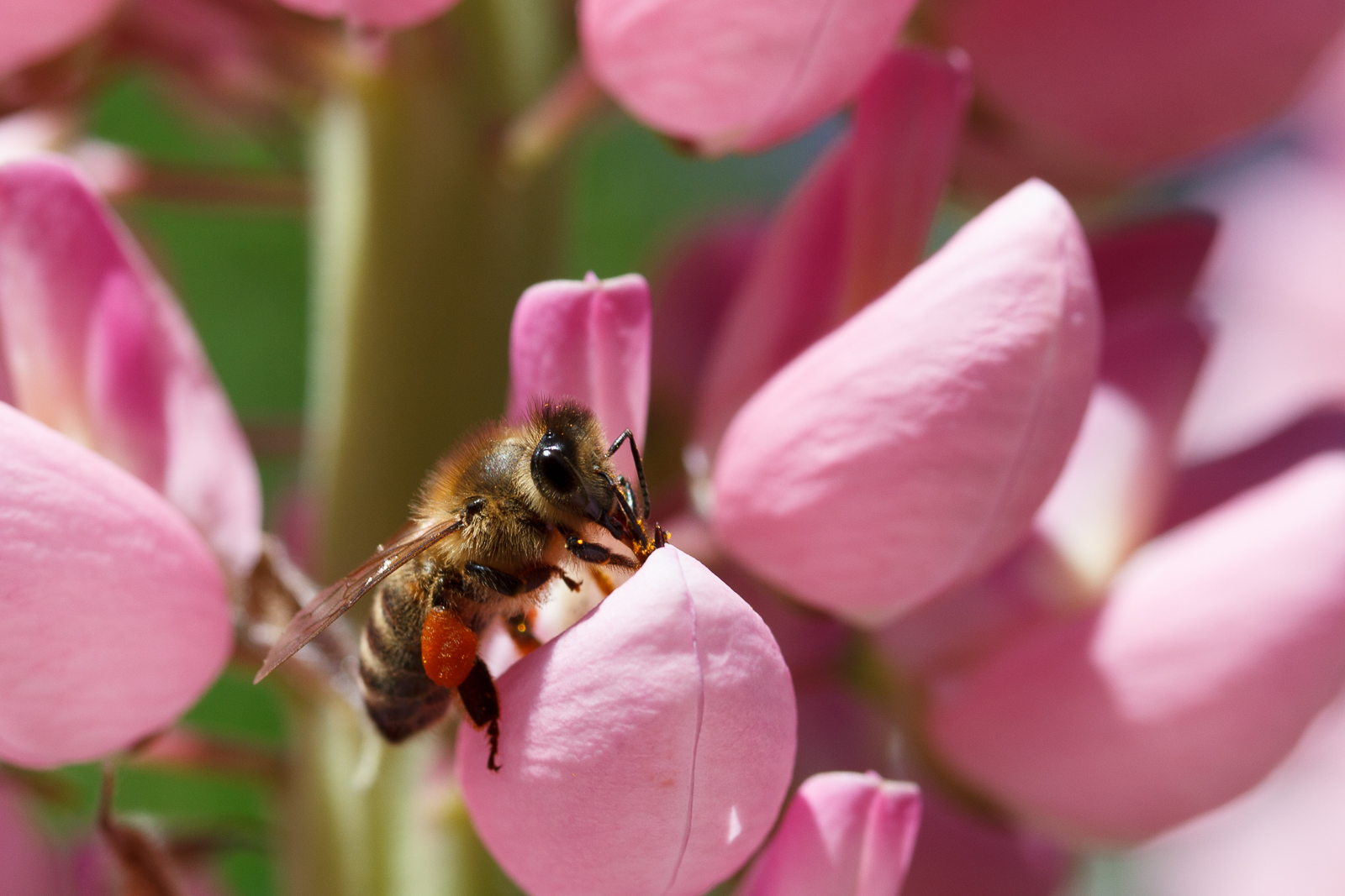 Frühstück auf der Lupine